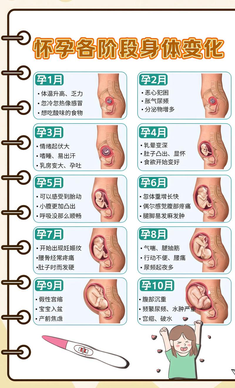 揭秘供卵代孕妈妈怀孕小腹分两节，孕期变化的奥秘许昌代生机构:
